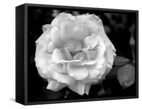 Delicate Petals I-Nicole Katano-Framed Stretched Canvas