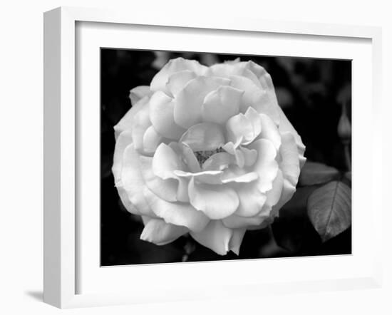 Delicate Petals I-Nicole Katano-Framed Photo