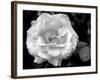 Delicate Petals I-Nicole Katano-Framed Photo