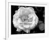 Delicate Petals I-Nicole Katano-Framed Photo