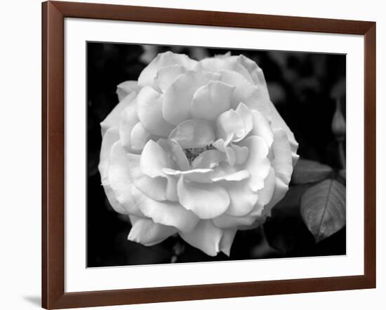 Delicate Petals I-Nicole Katano-Framed Photo