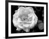 Delicate Petals I-Nicole Katano-Framed Photo