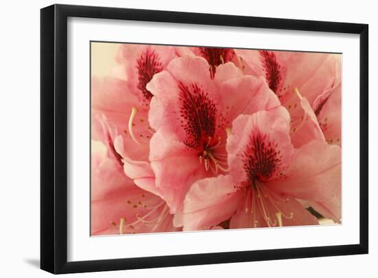 Delicate Petals I-Rita Crane-Framed Art Print