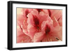 Delicate Petals I-Rita Crane-Framed Art Print