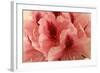 Delicate Petals I-Rita Crane-Framed Art Print