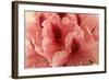 Delicate Petals I-Rita Crane-Framed Art Print