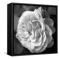 Delicate Petals II-Nicole Katano-Framed Stretched Canvas