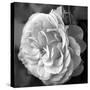 Delicate Petals II-Nicole Katano-Stretched Canvas