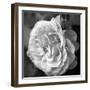 Delicate Petals II-Nicole Katano-Framed Photo