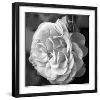 Delicate Petals II-Nicole Katano-Framed Photo