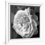 Delicate Petals II-Nicole Katano-Framed Photo