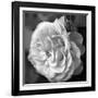 Delicate Petals II-Nicole Katano-Framed Photo