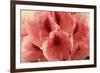 Delicate Petals II-Rita Crane-Framed Premium Giclee Print