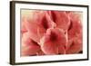 Delicate Petals II-Rita Crane-Framed Art Print