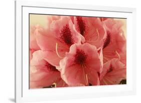 Delicate Petals II-Rita Crane-Framed Art Print