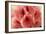 Delicate Petals II-Rita Crane-Framed Art Print