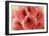 Delicate Petals II-Rita Crane-Framed Art Print