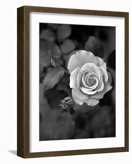 Delicate Petals III-Nicole Katano-Framed Photo