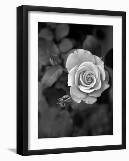 Delicate Petals III-Nicole Katano-Framed Photo