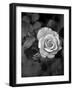 Delicate Petals III-Nicole Katano-Framed Photo