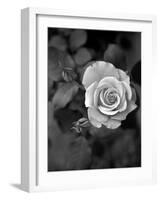 Delicate Petals III-Nicole Katano-Framed Photo