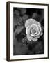 Delicate Petals III-Nicole Katano-Framed Photo