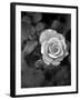 Delicate Petals III-Nicole Katano-Framed Photo