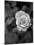 Delicate Petals III-Nicole Katano-Mounted Photo