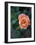 Delicate Petals III-Nicole Katano-Framed Photo