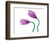 Delicate Purple Tulips-Richard Sutton-Framed Premium Giclee Print