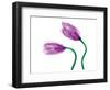 Delicate Purple Tulips-Richard Sutton-Framed Premium Giclee Print