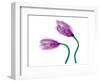 Delicate Purple Tulips-Richard Sutton-Framed Premium Giclee Print