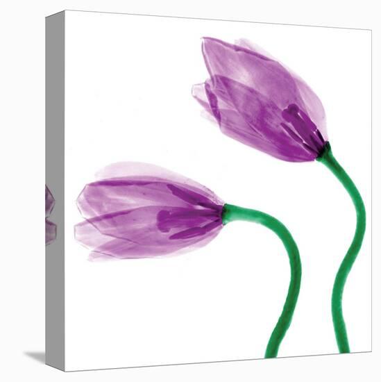 Delicate Purple Tulips-Richard Sutton-Stretched Canvas