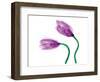 Delicate Purple Tulips-Richard Sutton-Framed Art Print