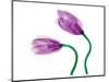 Delicate Purple Tulips-Richard Sutton-Mounted Art Print