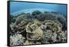 Delicate Reef-Building Corals in Alor, Indonesia-Stocktrek Images-Framed Stretched Canvas