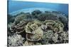 Delicate Reef-Building Corals in Alor, Indonesia-Stocktrek Images-Stretched Canvas