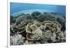 Delicate Reef-Building Corals in Alor, Indonesia-Stocktrek Images-Framed Photographic Print