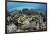 Delicate Reef-Building Corals in Alor, Indonesia-Stocktrek Images-Framed Photographic Print