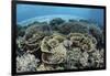 Delicate Reef-Building Corals in Alor, Indonesia-Stocktrek Images-Framed Photographic Print