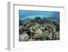 Delicate Reef-Building Corals in Alor, Indonesia-Stocktrek Images-Framed Photographic Print