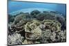 Delicate Reef-Building Corals in Alor, Indonesia-Stocktrek Images-Mounted Photographic Print