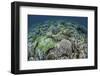 Delicate Reef-Building Corals in Raja Ampat, Indonesia-Stocktrek Images-Framed Photographic Print