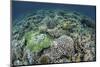 Delicate Reef-Building Corals in Raja Ampat, Indonesia-Stocktrek Images-Mounted Photographic Print