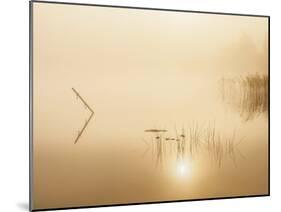 Delicate Reflections-Mikael Svensson-Mounted Giclee Print