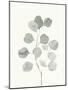 Delicate Sage Botanical I-Emma Caroline-Mounted Art Print
