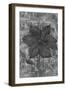 Delicate Silver VI-Rikki Drotar-Framed Giclee Print