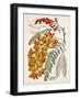 Delicate Tropicals IX-Curtis-Framed Art Print