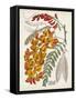 Delicate Tropicals IX-Curtis-Framed Stretched Canvas