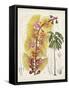 Delicate Tropicals VII-Curtis-Framed Stretched Canvas